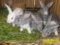 ��̡��ǰ��Ҫ������Щ׼����