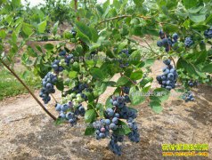 2017����ֲ��ݮ׬Ǯ�� ��ݮ�г�ȱ�ھ޴���ֲǰ����