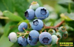 2017����ݮ��ֲǰ����Ч�����