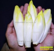 2017�����������ֲǰ����Ч�����