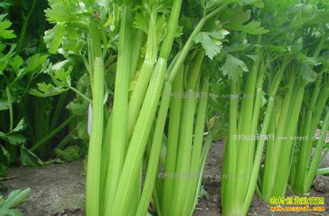 δ��������׬Ǯ��7��ũ���¸���Ŀ-�۲���ֲ