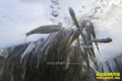 ��������������ֹ��ȱ����