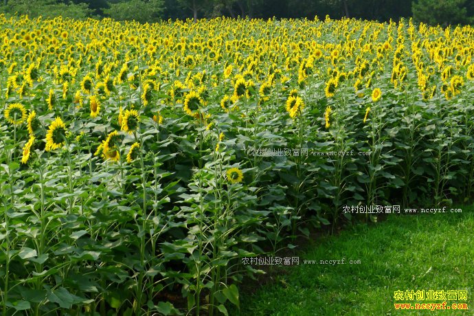 2017�����տ�׬Ǯ�� 2016���������� ��ֲ�������Ʒ�ʿ���