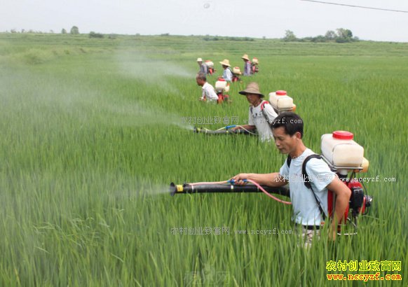 2017��ũ����ʮ�󲡳溦�෢��������Ԥ��