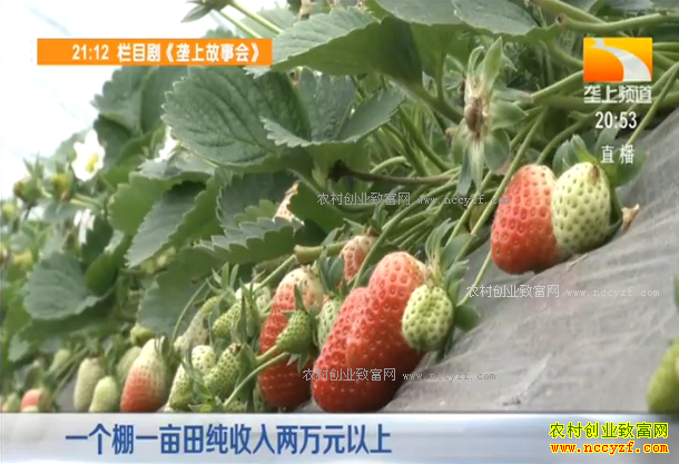 �¸��ð������������������������ֲ�ݮһĶЧ������Ԫ