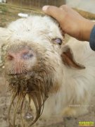 ��Ⱦ����Ĥ�����������Σ�