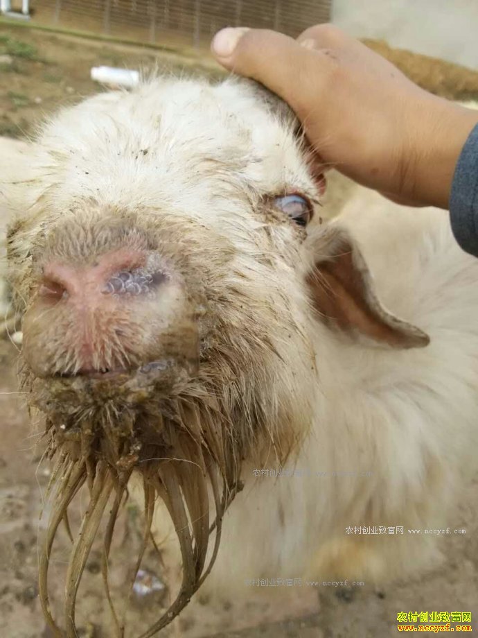 ��Ⱦ����Ĥ�����������Σ�