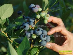 ��ݮ�г�ȱ�ھ޴� 2017����ݮ��ֲǰ������׬Ǯ