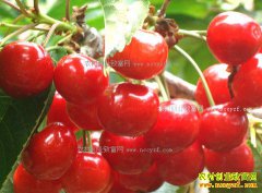 ӣ�Ҷ���Ǯһ�2017��2��16��ȫ��ӣ�Ҽ۸�����