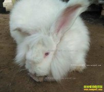 2017��2��17���Ĵ��Ű�������ë�۸�����