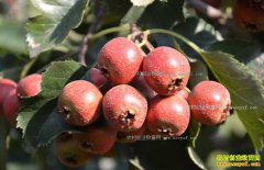 2017��1��19�ս���ɽ髼۸�����