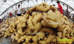 2017��1��19�����������۸�����Ԥ��