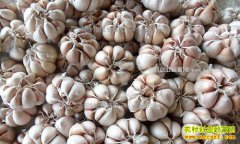 2017��1��19�����´���۸���������