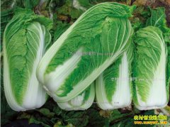 2017��1��19�ս��մ�ײ˼۸�����