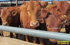 ţ����ۻ��ô�죿