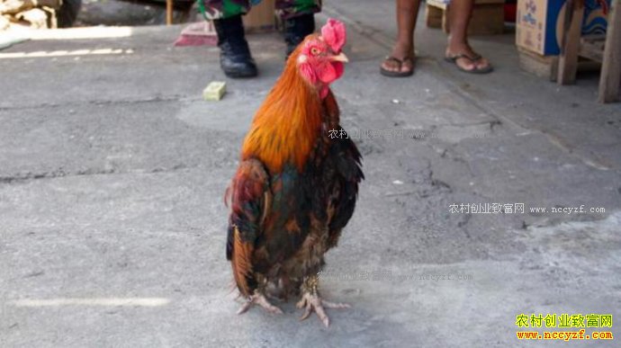 �����������μ����ǲ���