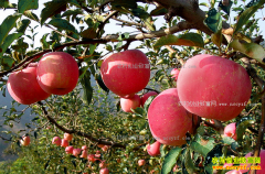 2017��ƻ������Ԥ�⣺����ƻ���г�ή�Ҳ��������ƴ���