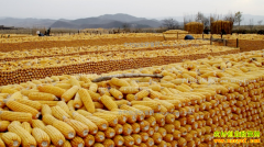 2017�����ũ��Ʒ������۸��µ�����