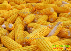 2017�괺��ǰ���׼۸񻹻�������