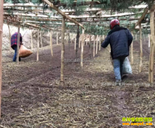 2017������۸�Ԥ�⣺���ں�����۸��������