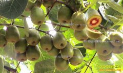 �Ĵ���Ԫ��þ���ֲ����⨺�������23��Ԫ