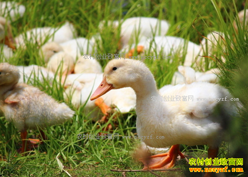 ��Ѽվ������ʲô������ô���ƣ�