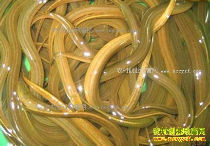 2017��1��22�����»����۸�����