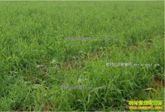 �ӱ���Ұ�أ���ֲ�����ũ���¸�����Ŀ