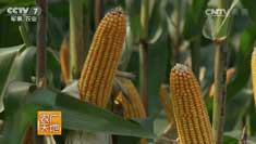 [ũ�����]�ƻ���������Ҳ�ܰ�����