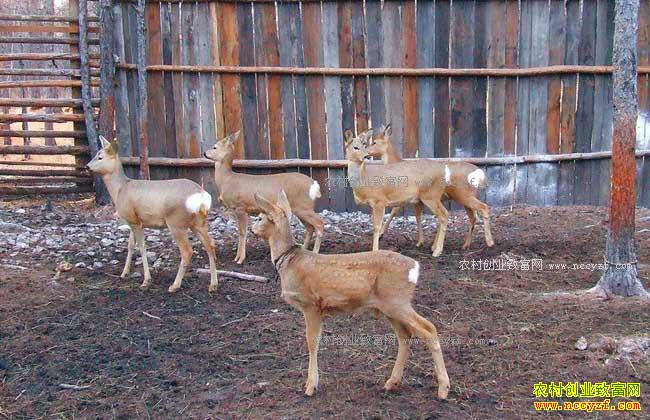 ͥԺ�����Ӽ���Ҫ��