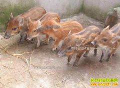 2017年农村热门养殖致富项目推荐