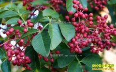 2017�ֻ�����׬Ǯ��?��ֲһĶ�����������?