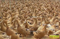 ��ֳ��Ѽ׬Ǯ�� 2017�군Ѽ��ֳ�ɱ�������