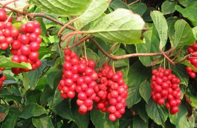 ��ζ���ʺ�ʲô����������