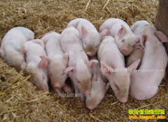 ĸ�����к���ˮ���㣬������ϡ���Ͷ���ô�죿