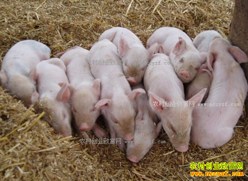 ĸ�����к���ˮ���㣬������ϡ���Ͷ���ô�죿