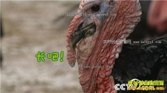 [�¸���]ũ���ʲô��׬Ǯ��2017��ũ��������Ŀ�Ƽ�