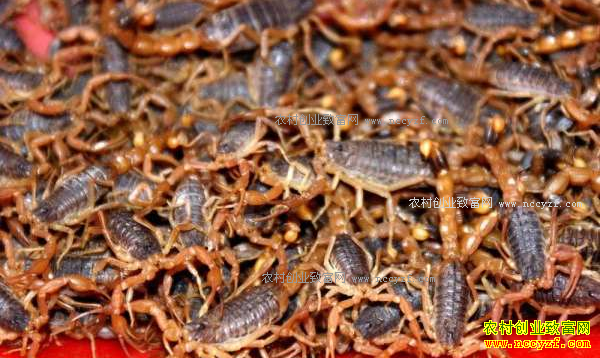 中药材全蝎价格行情