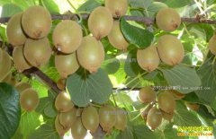 ��ֲ⨺���׬Ǯ��δ���ҹ�⨺��Ҳ�ҵǰ������