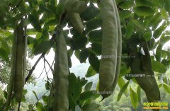 ��ֲ������׬Ǯ��2017�����Ǽ۸�Ԥ�⼰��ֲǰ������