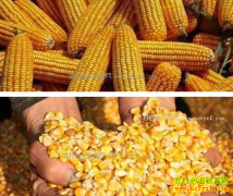 2017��2�����׼۸�����Ԥ��