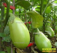 ������ʲô������׬Ǯ���ϱ����Ӽ۸�ͬ ѡ��Ʒ�ֺ���Ҫ