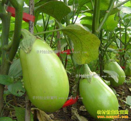 ������ʲô������׬Ǯ���ϱ����Ӽ۸�ͬ ѡ��Ʒ�ֺ���Ҫ