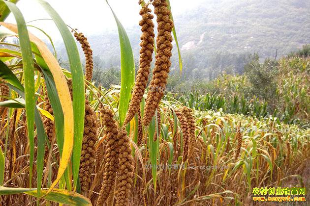 ɽ��ɽ�µ���ֲʲôЧ��ã�