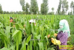 ���궫����ֲ����Ч�������������׻���׬Ǯ��