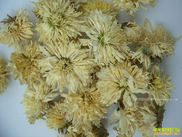 ��ҩ�ľջ�ͼƬ