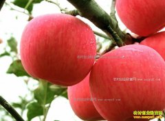 2017��ƻ���۸����������ƻ���۸񡰹�ɽ����ؽ����