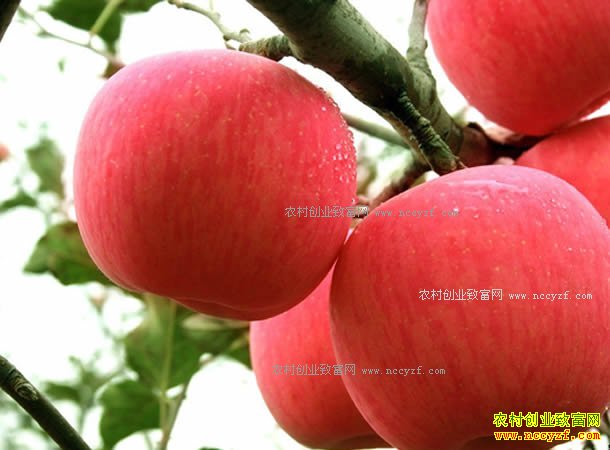 2017��ƻ���۸����������ƻ���۸񡰹�ɽ����ؽ����