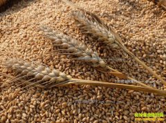 2017��С��۸�����Ԥ�⣺���ں�С���г������嵭