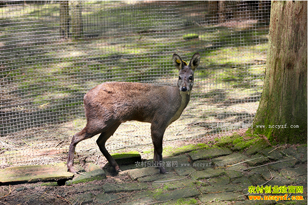 ������ֳǰ�����˹���ֳ���꼼��Ҫ��